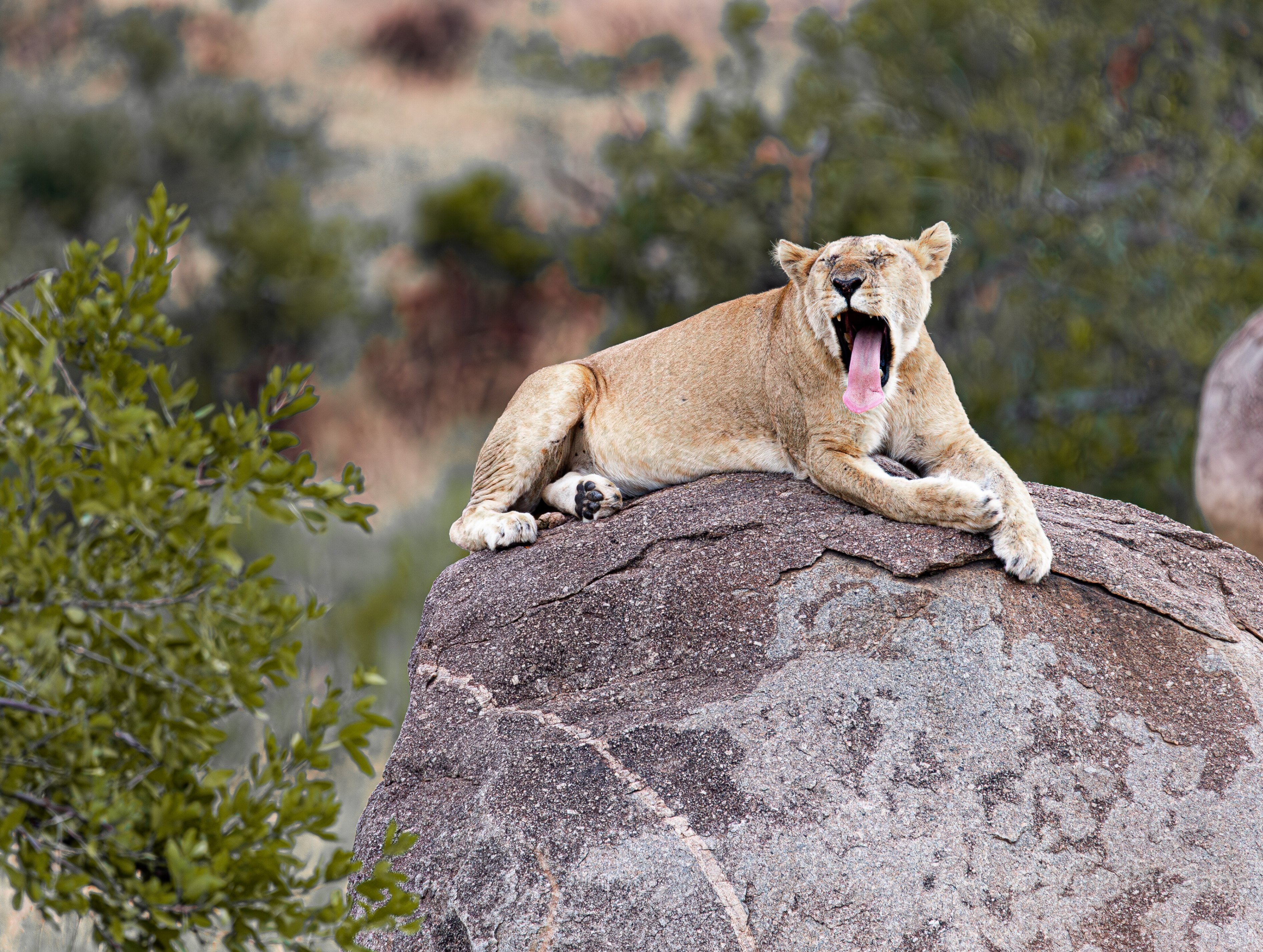 Lioness yawning on rock